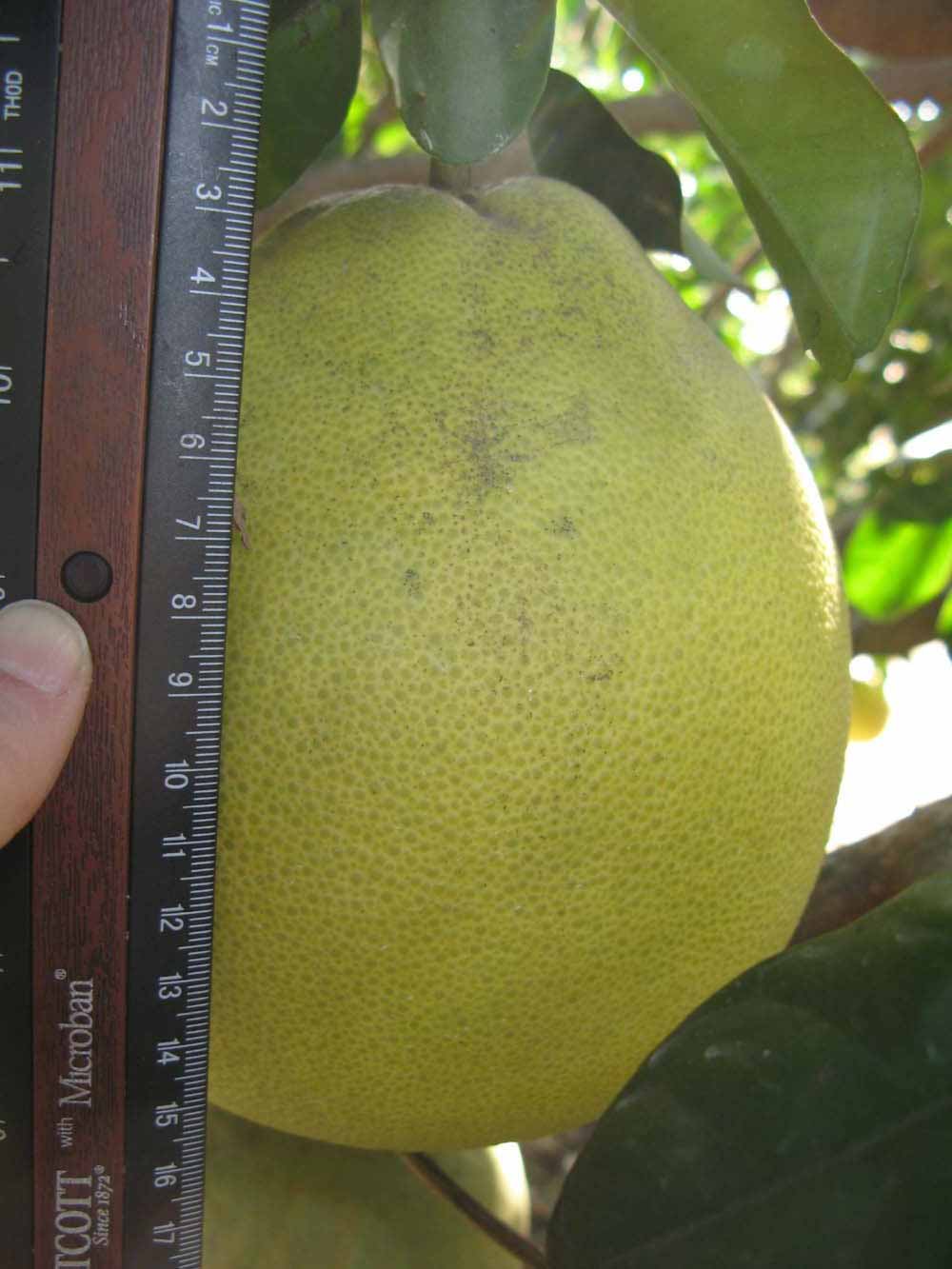            Fruit (Winter Haven, FL)   